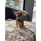 Chihuahua Hembra Pelo Corto