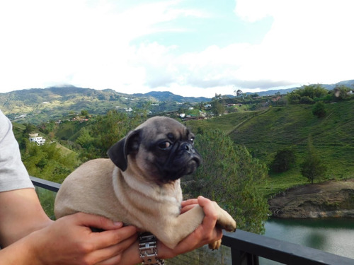 Perros Cachorros Pug Mini Brindle Exótico Puppy Bucaramanga 