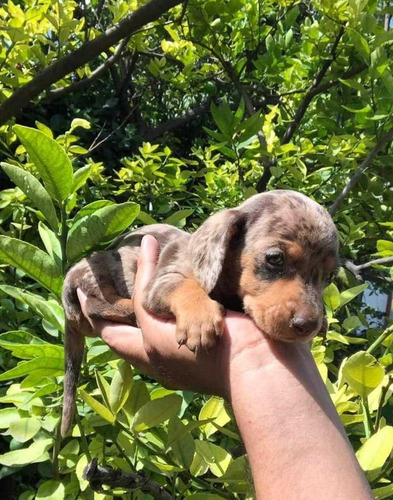 Cachorros Salchicha Dashauh Arlequín 