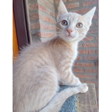 Gatito En Adopción Responsable Mostaza