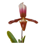 Muda Orquídea Sapatinho Rara Planta De Coleção 