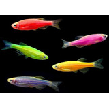 Peixe Paulistinha Glo - Fish (dez Unidades)