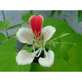 Arbol Pata De Vaca (bauhinia Monandra) Incluye Envio