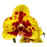 1 Unidade Orquídea Phalaenopsis Exclusiva Amarela