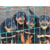 Perros Rottwailer