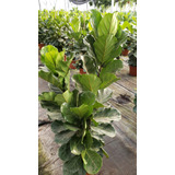 Hermosos Ficus Lyrata Xl ( Planta De Interior) 