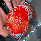 Peces Discos Rafflesia Importados Envio Gratis. 