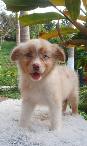 Cachorra Pastor Ovejero Australiano Medellín Animal Pets 