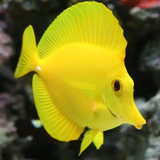 Peixe Marinho Yellow Tang Medio ( Criado ) 