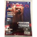 Yorkshire Terrier 2006