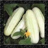 Pepino Branco Para Conserva Ou Salada - Sementes P/ Mudas