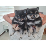 Cachorros Pomerania Balck And Tan