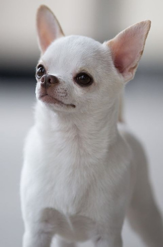 Cachorro Chihuahua Blanco Cabeza De Manzana 28