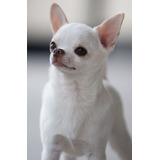 Cachorro Chihuahua Blanco Cabeza De Manzana 28