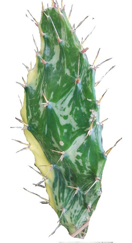 Esqueje Opuntia Variegata Tricolor Cactus 