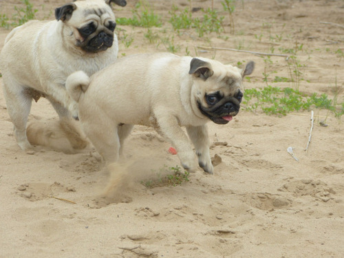 Genial Pug Pedigri Garantía De Vida Vacunas 9