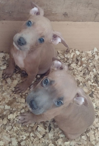 Cachorros Pitbull Terrier Blue Tri Color Silver Fawn 