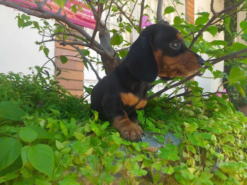 Cachorra Salchicha