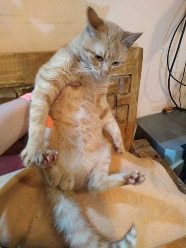 Gatito Anaranjado Garfield Con 10 Meses De Edad. 