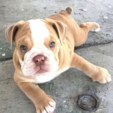 Cachorros Bulldog Ingles Perrito Bull Dog Puppy Cachorrito