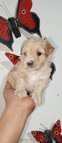 Cachorros Maltipoo Caniche Disponibles Puppy Perros