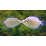 Pct. C/ 5 Peixes Beijador - Aquário  - Água Doce