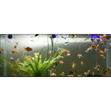 Combo 6 Peces De Agua Fria ,peces Surtidos, Oferta!