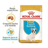 Royal C. Bulldog Fr. Puppy 1.3k