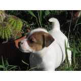 Jack Russell Hembra Bicolor Fca ( Seña)