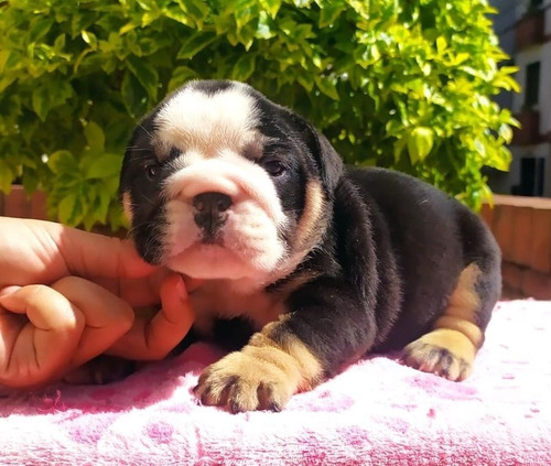 Bulldog Ingles Black Tri Exótico Hembra Envíos Nacionales