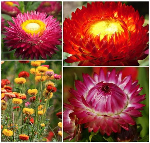 20 Sementes De Sempre Viva Australiana Sortidas Flor P/mudas