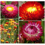 20 Sementes De Sempre Viva Australiana Sortidas Flor P/mudas