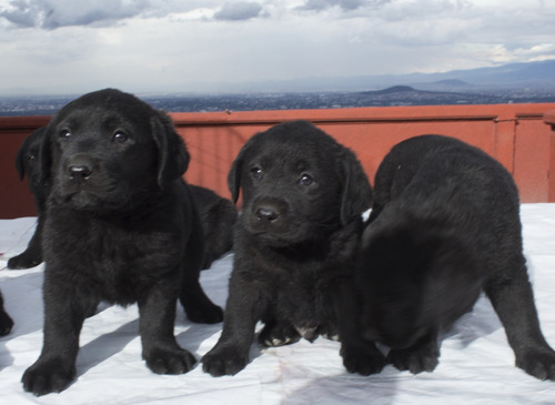 Labrador Hermosos Cachorros Padres Pedigrí Fcm Loretta