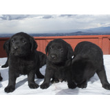 Labrador Grandiosos Cachorros Padres Pedigrí Fcm Loretta