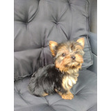 Cachorro Yorkie Yorkshire Terrier Tea Cup Yorqui Yorky Dogs