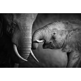 Elefantes Mama E Hijo 150x100 Cuadro Canvas En Bastidor