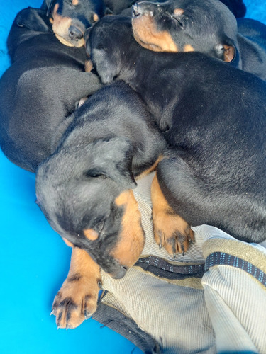 Cachorros Doberman 