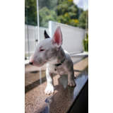 Bull Terrier Miniatura