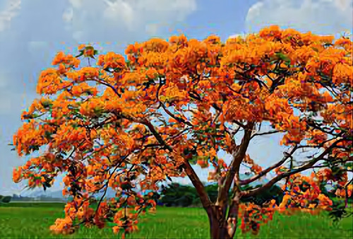 1 Arbolito De Tabachin Naranja (flamboyant Anaranjado) Raros