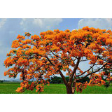 1 Arbolito De Tabachin Naranja (flamboyant Anaranjado) Raros