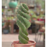 Semillas Cereus Forbesii Spiralis Cactus Espiralado Espiral