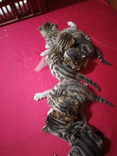 Gatos Bengalí En Medellín. Papá Con Registro