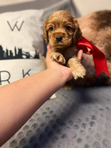 Cachorros Cocker Spaniel 