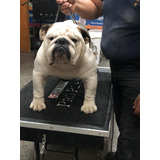 Bulldog Ingles Importado De Chile  En Servicio De Stud