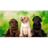 Cachorros Labrador Retriever Con Pedigree F C A.