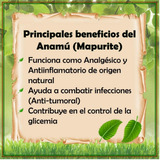 Semillas De Anamú Mapurite Planta Medicinal X 25 Unidades :)