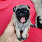 Venta Pug Perros  Cali Medellin Bogota,