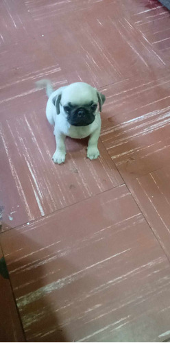 Pug Exotico Macho A Domicilio En Stg