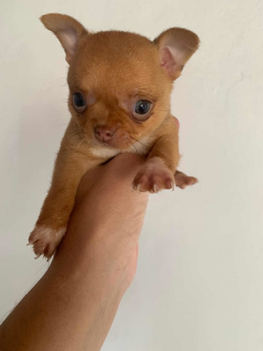 Chihuahua Mini Hembras Bellísimas