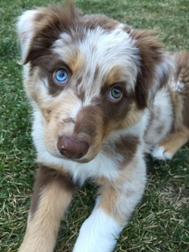 Perro Australian Shepherd Medellin Cachorrito Sheperd Bogota